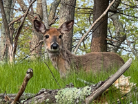 shenandoah national park wildlife deer