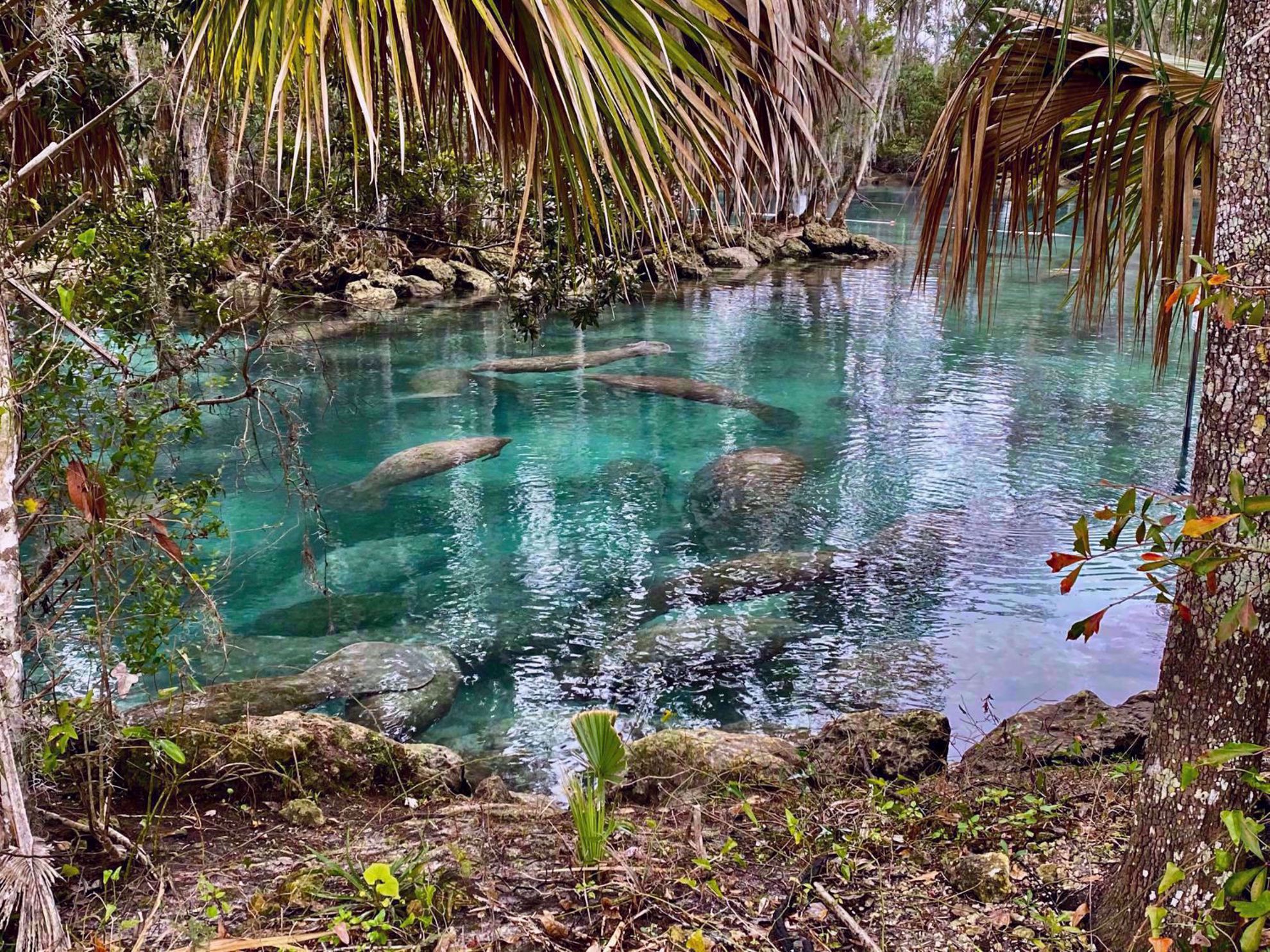 Picture of Paddling with Manatees