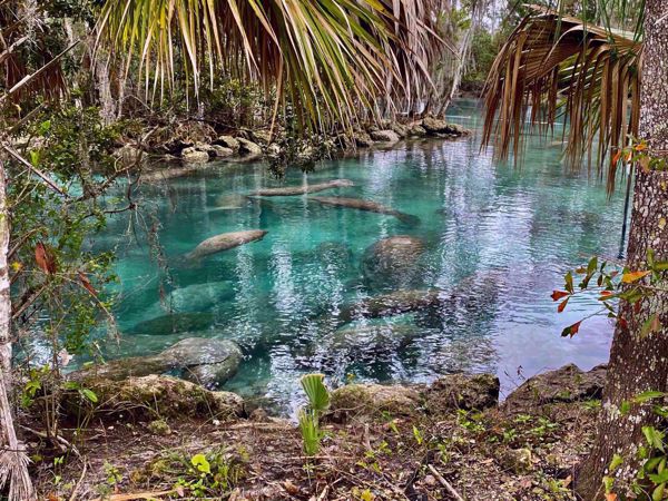 Paddling with Manatees