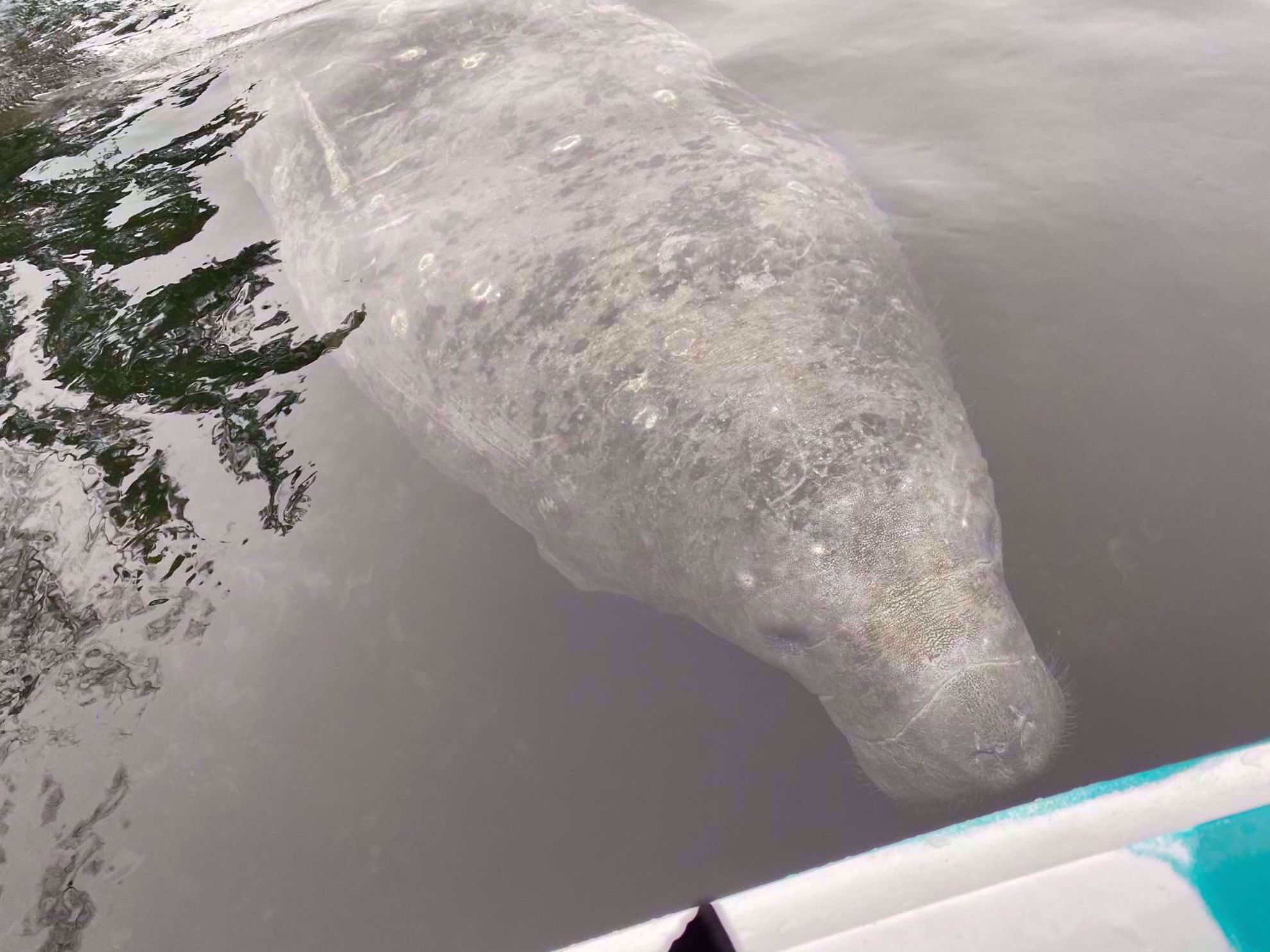 Picture of Paddling with Manatees