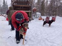 Picture of Dog Sledding and Winter Fun