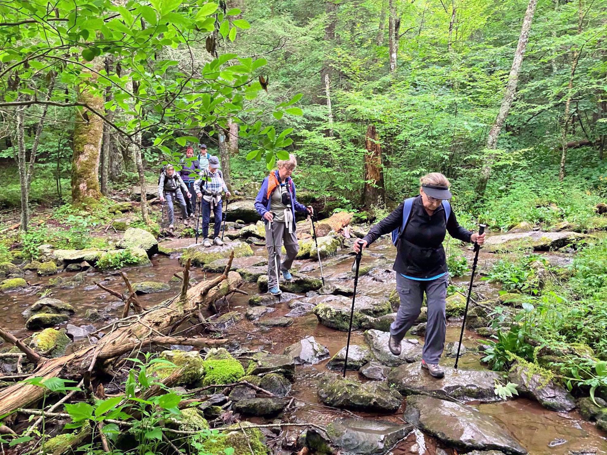 shenandoah national park woods hiking