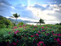 St John, U.S.Virgin Islands water, flower, mountains
