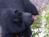 Great Smoky Mountains National Park Bear