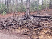 Great Smoky Mountains National Park Tree Roots