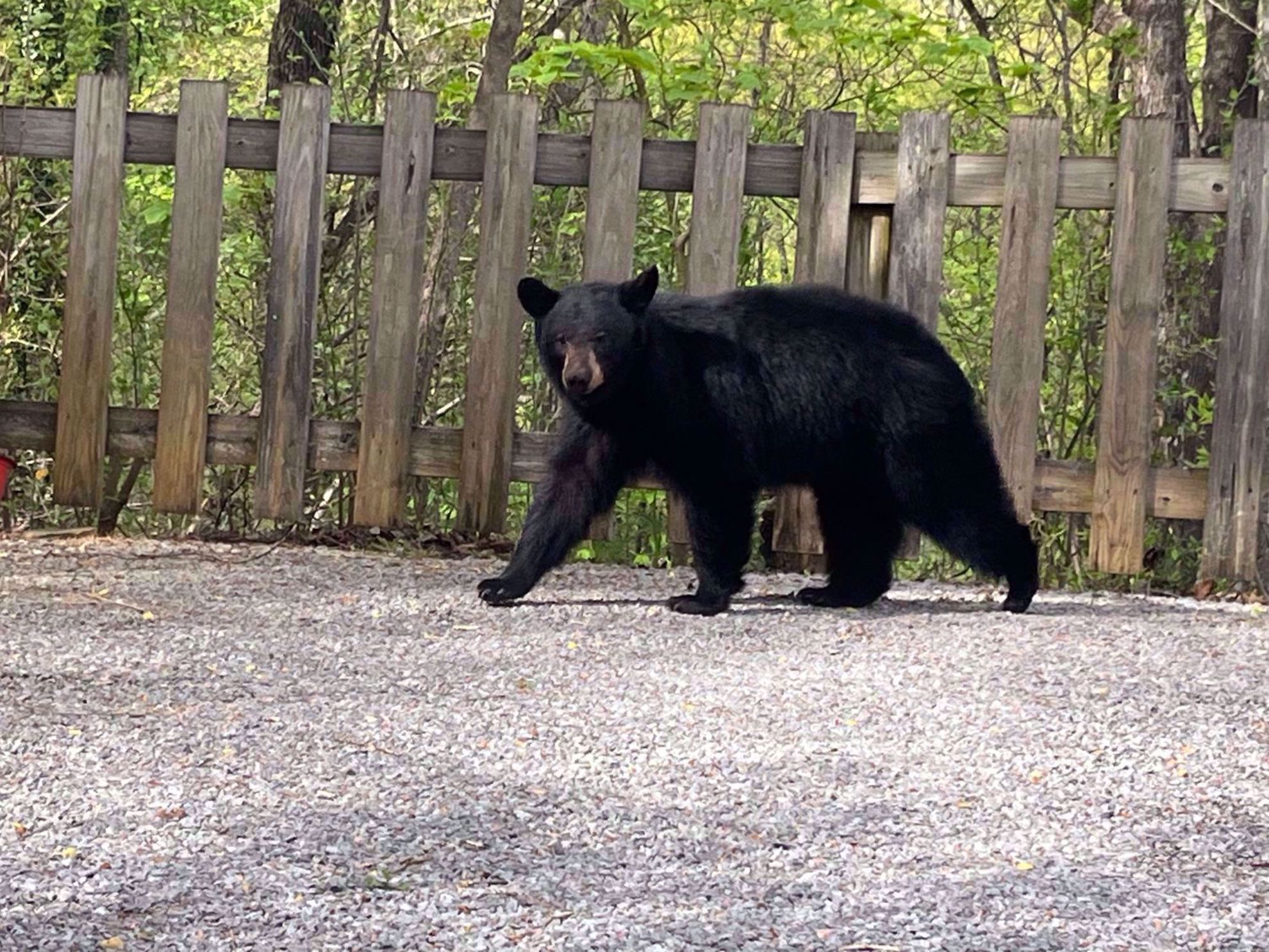 Northern Georgia Dahlonega Bear
