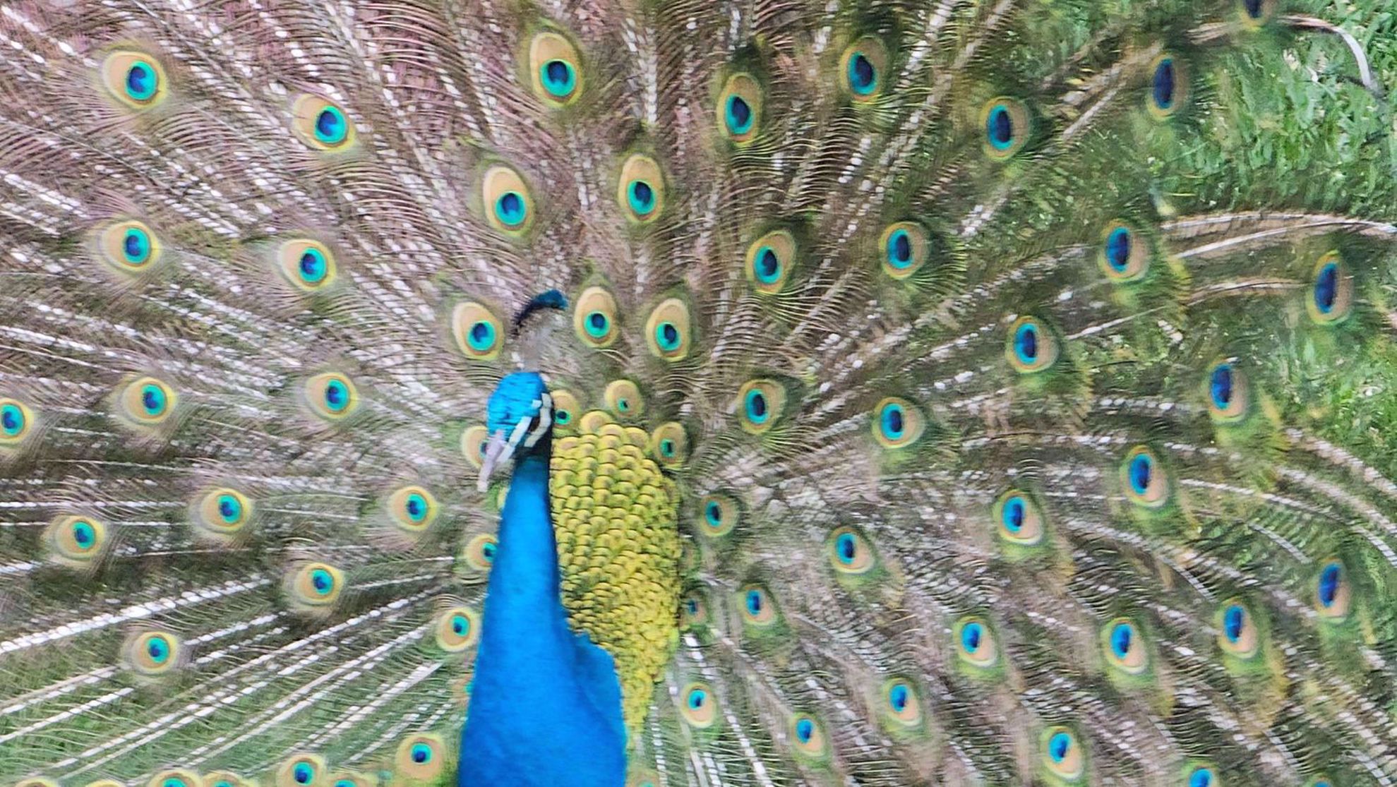 Portugal Beautiful Peacock