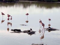 Galapagos Islands Flamingos