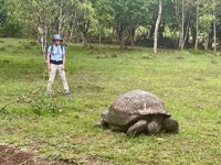Galapagos Islands Giant Turtle