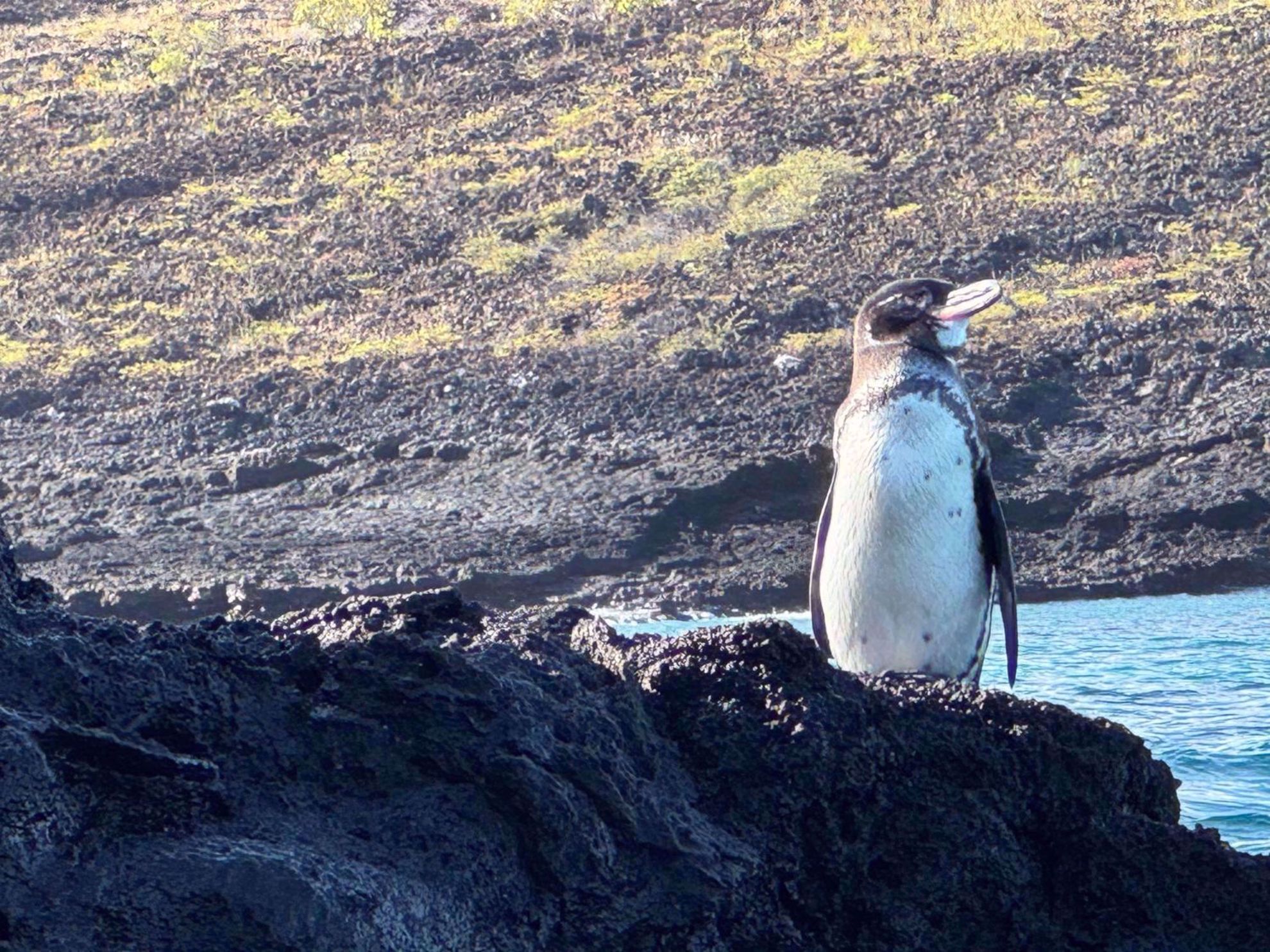 Galapagos Islands Penguins