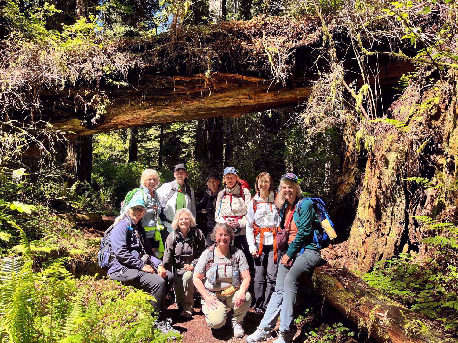 Redwood National and State Parks Forest
