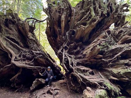 Redwood National and State Parks tree roots