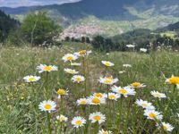 Bulgaria Mountain Wildflowers