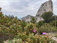 Provence France Wildflowers