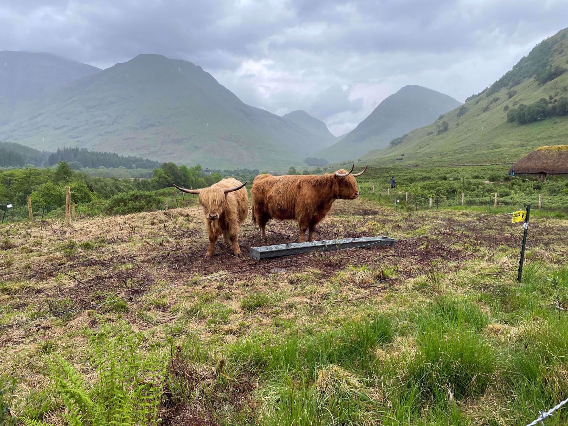Scotland highland cattle