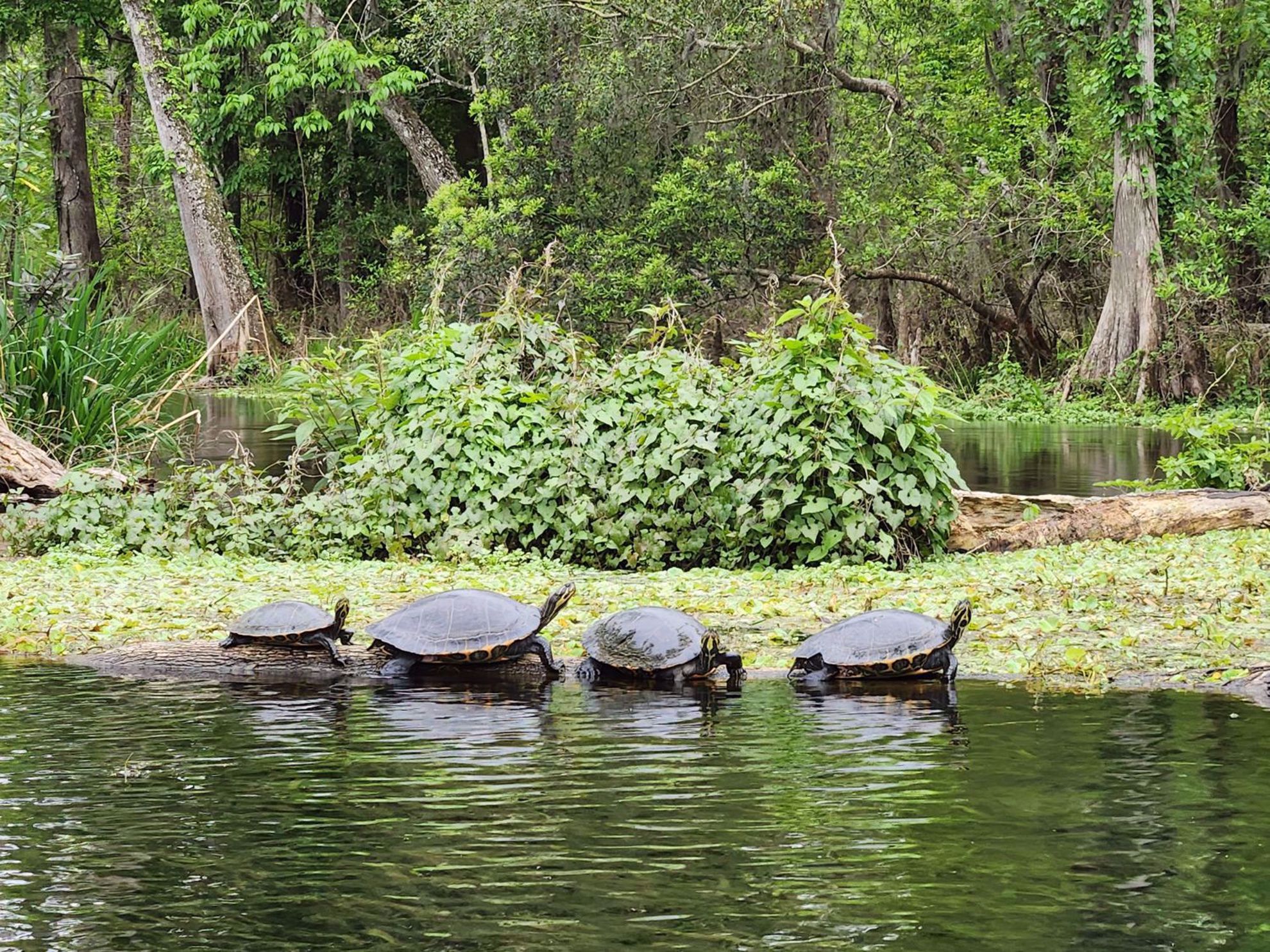 Suwannee River Turtles