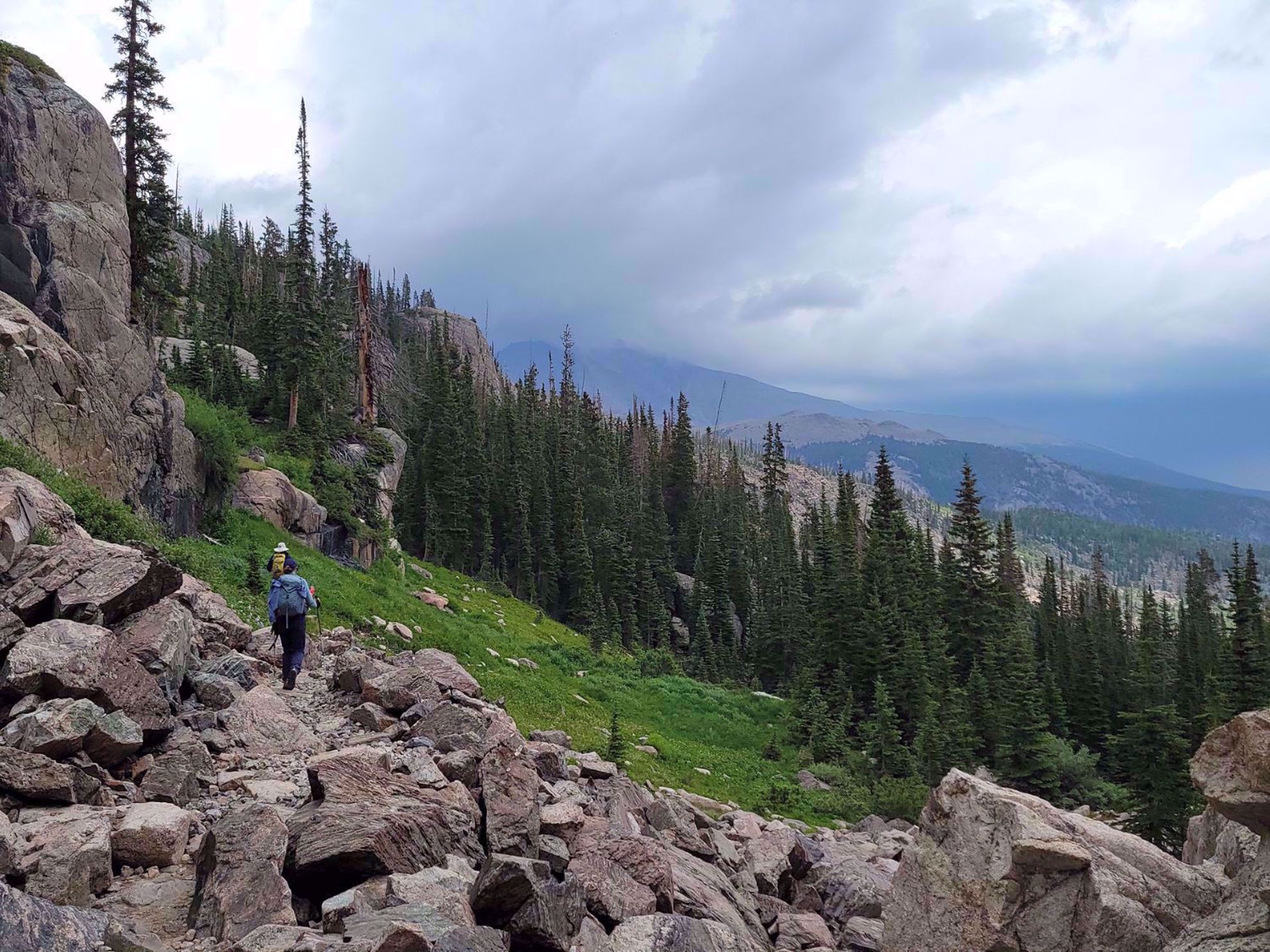 Rocky Mountain National Park Evergreen Trees