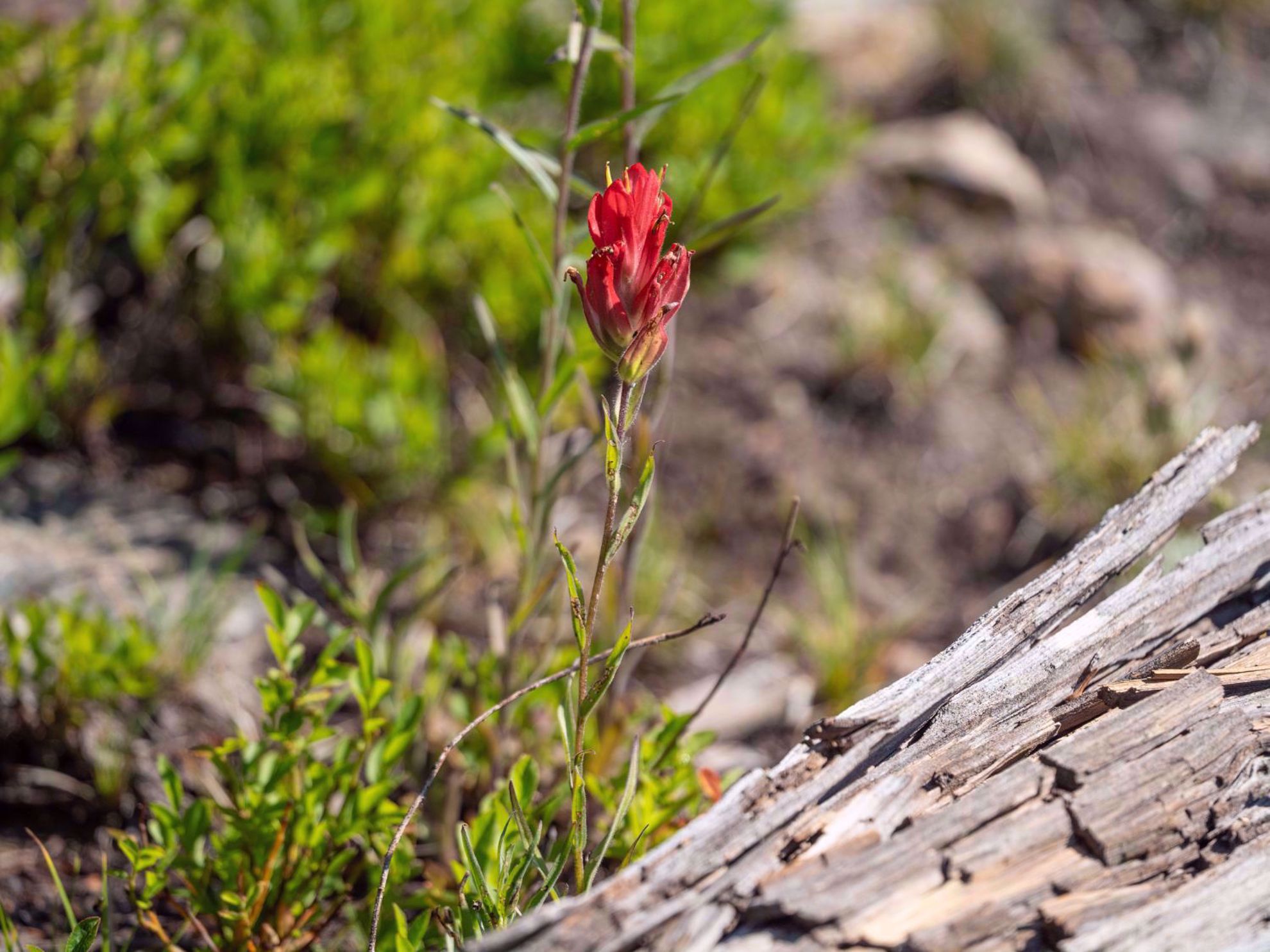 Rocky Mountain National Park Wildflowers