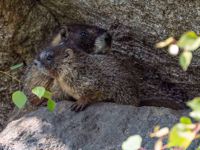 Rocky Mountain National Park Wildlife