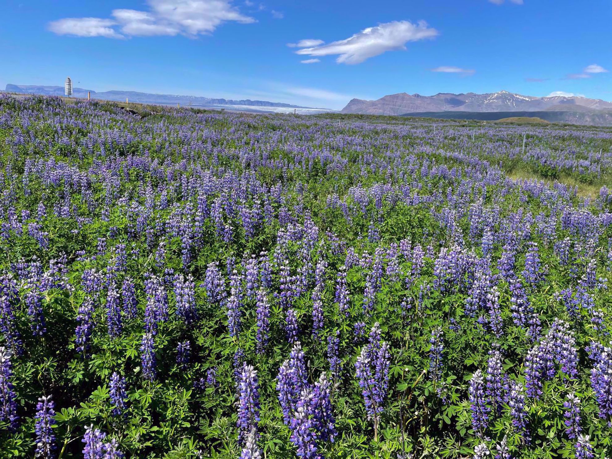 Iceland Lavender Field