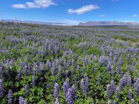 Iceland Lavender Field