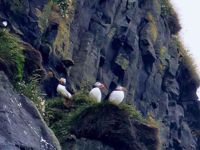 Iceland Puffins