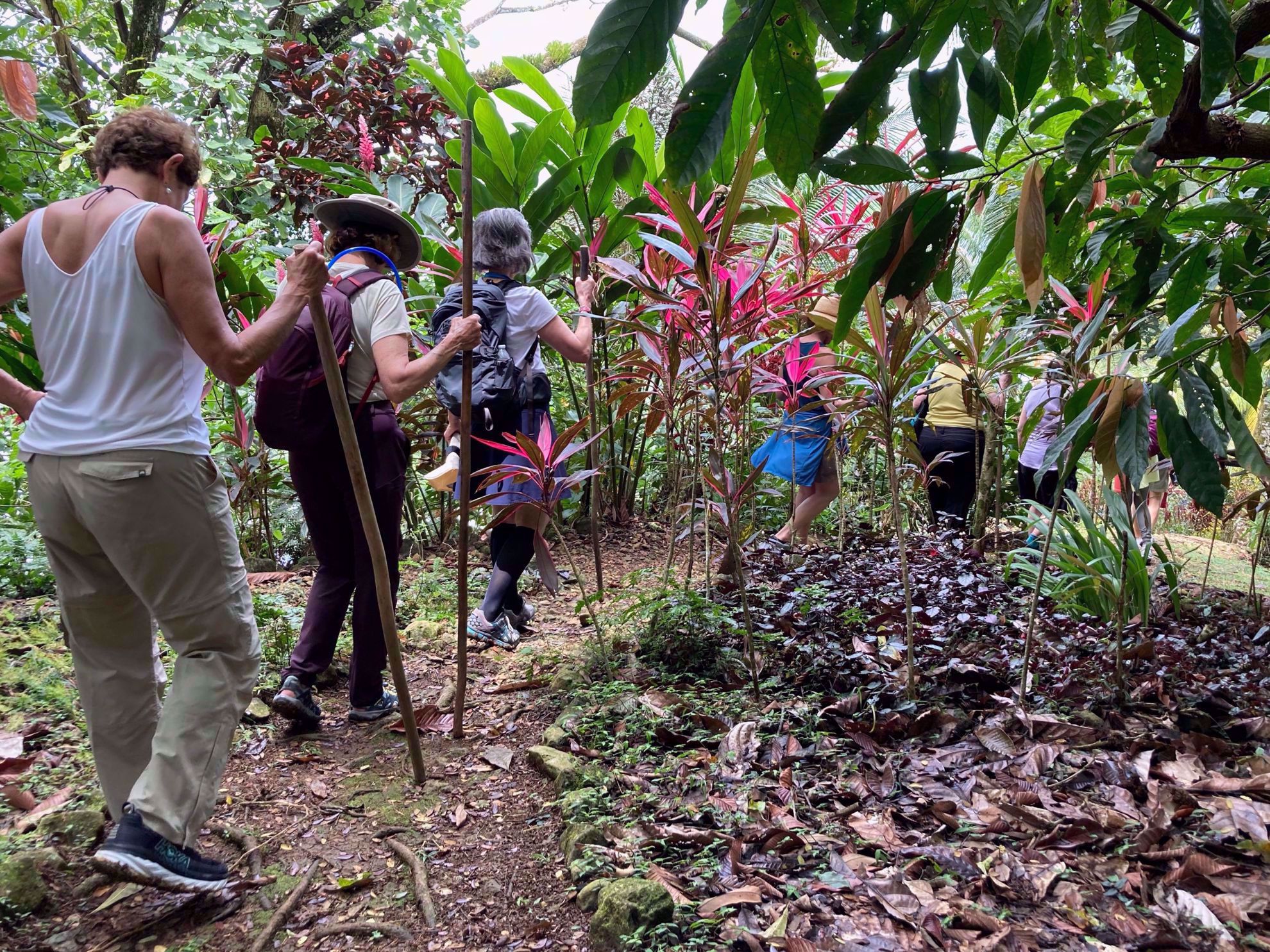 Panama Tropical Hiking