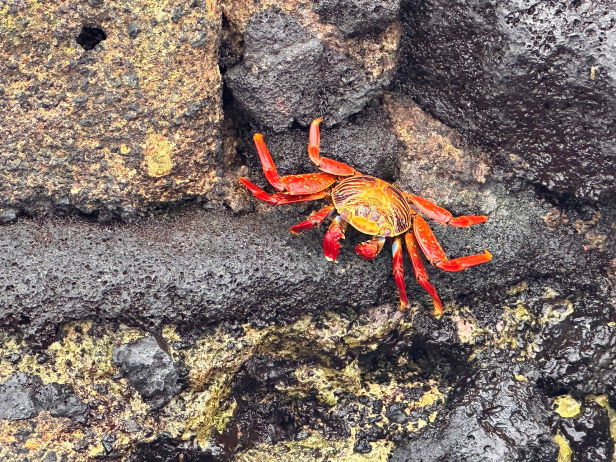 Explore the Galapagos Islands by Land