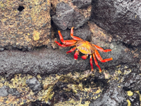 Explore the Galapagos Islands by Land