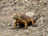 Explore the Galapagos Islands by Land