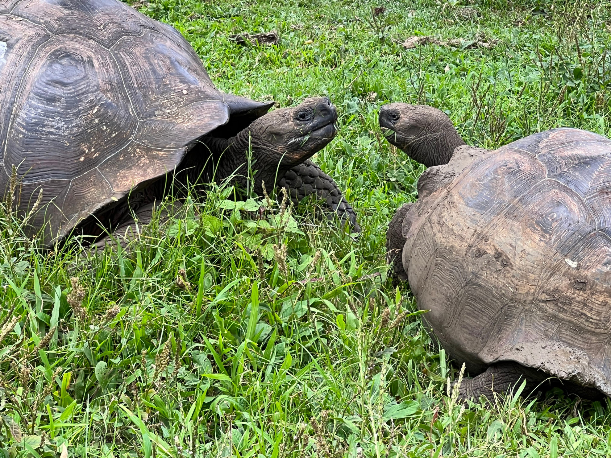 Explore the Galapagos Islands by Land