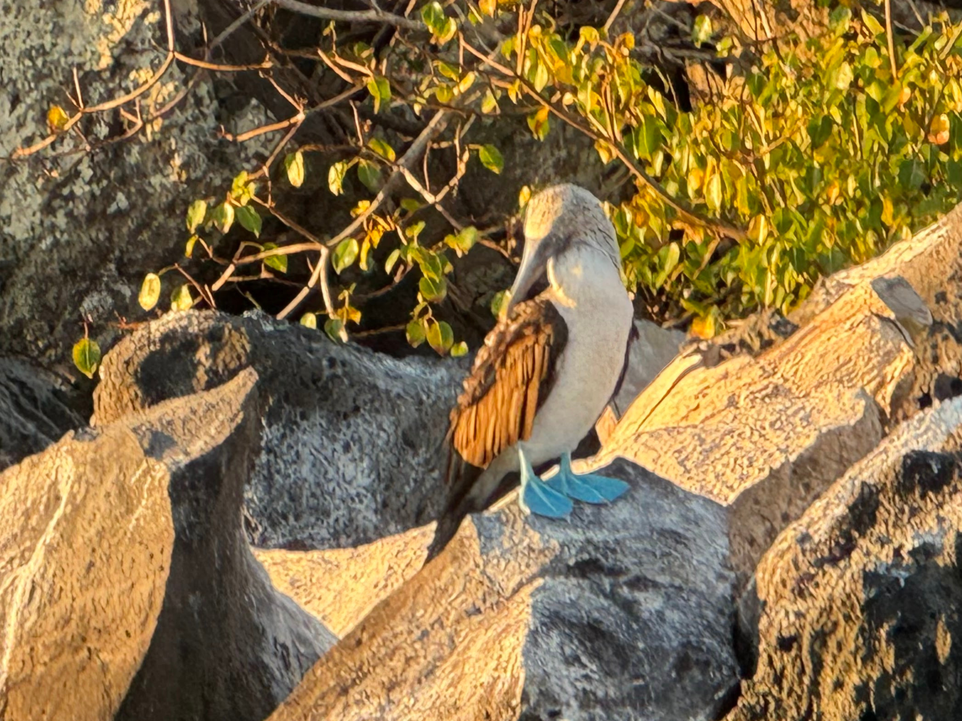 Explore the Galapagos Islands by Land