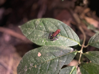 Ecuador's Amazon Jungle Adventure