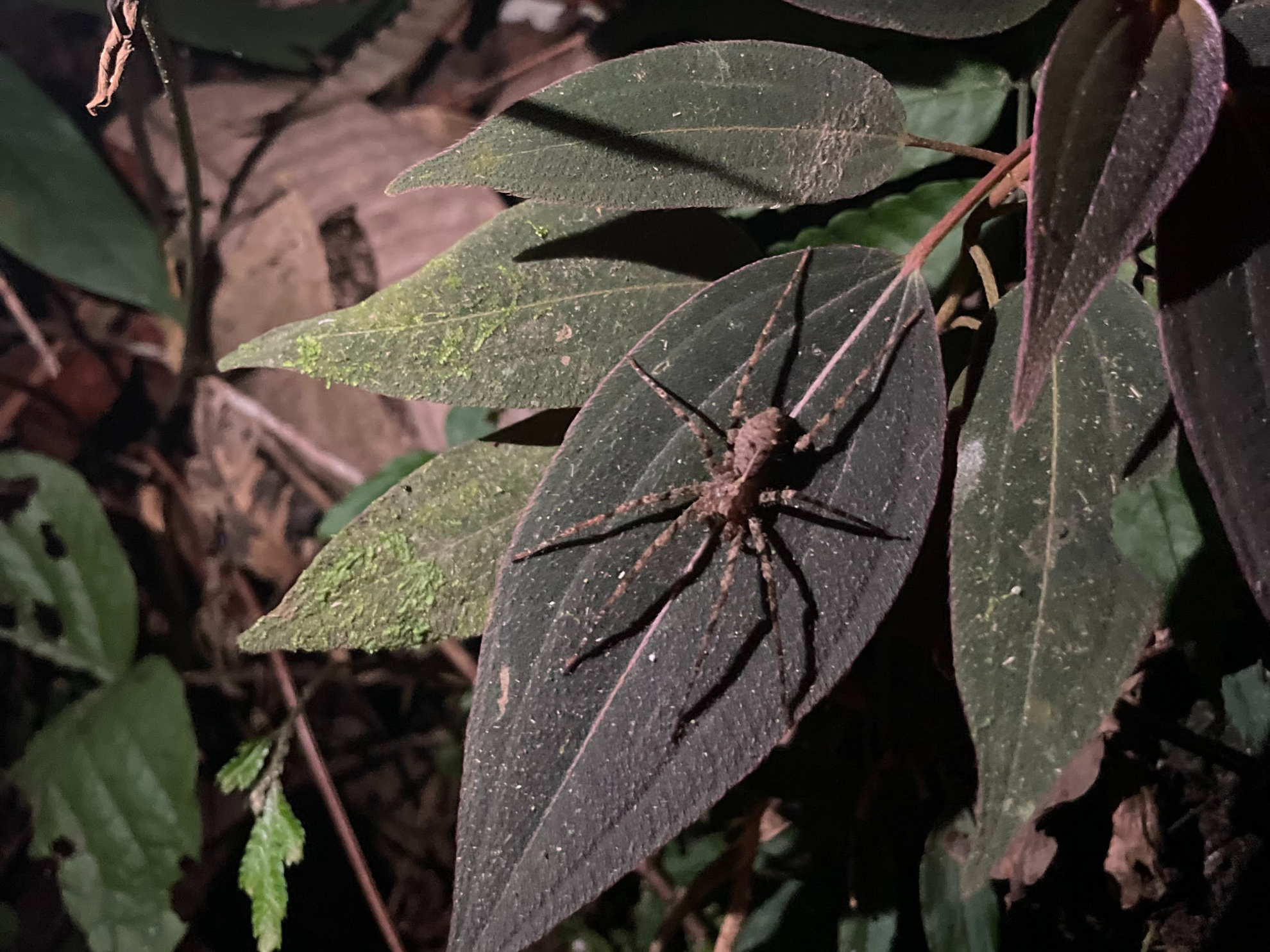 Ecuador's Amazon Jungle Adventure