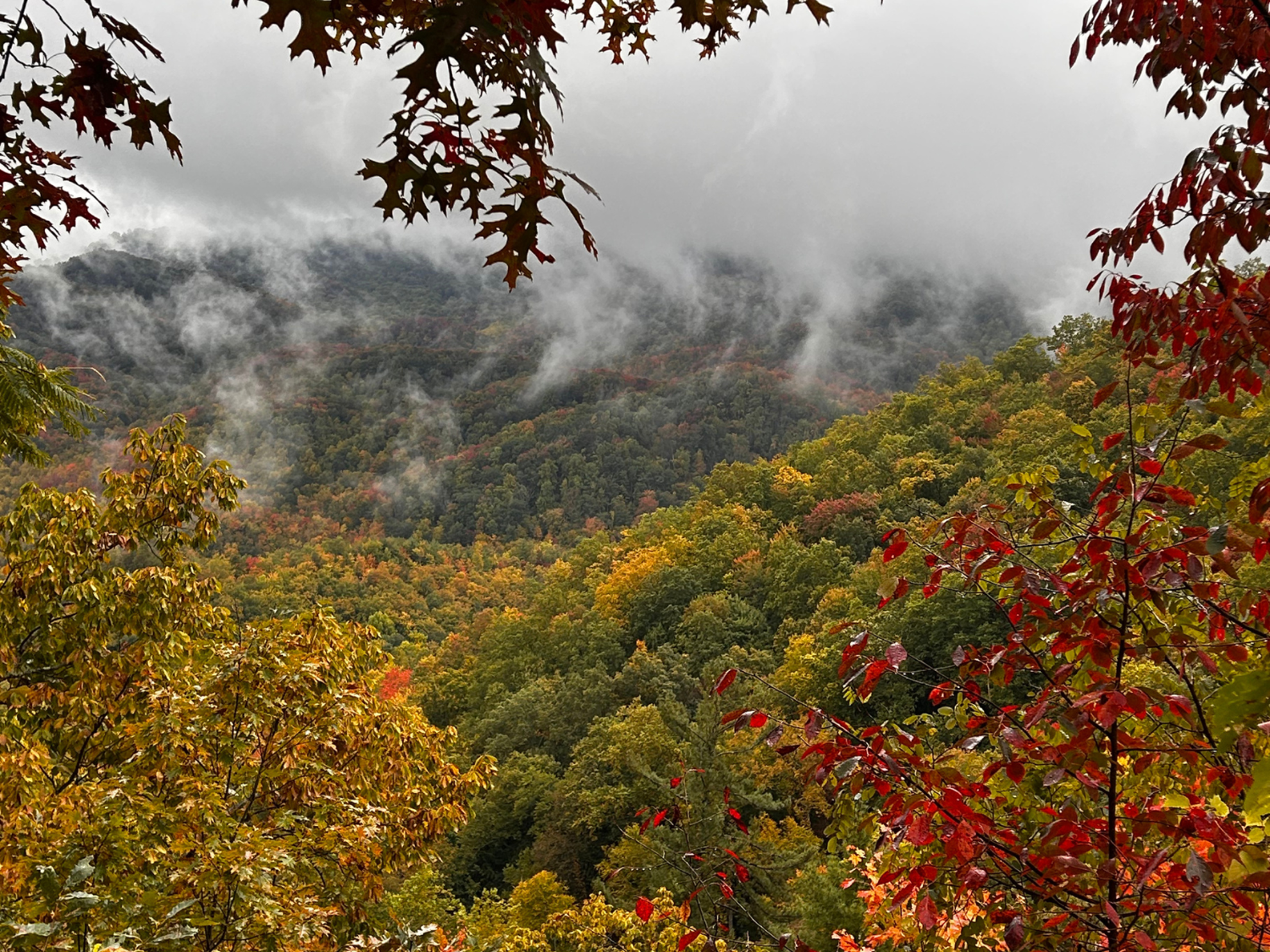 FIGS Fall in Smokies