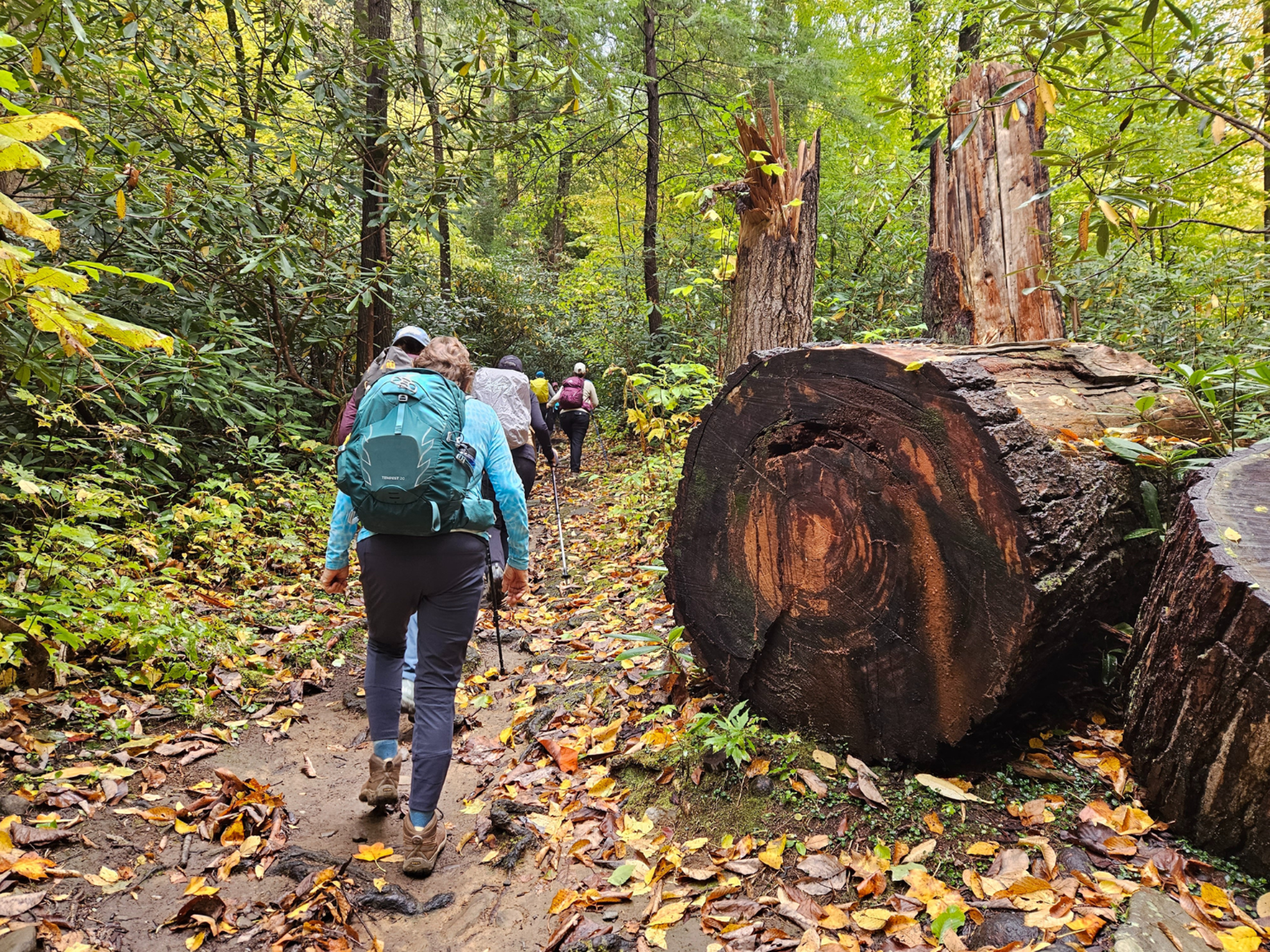 FIGS Woods Hiking