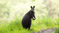  AUST Australia kangaroo.