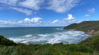  AUST Ocean_Ferns_Imag