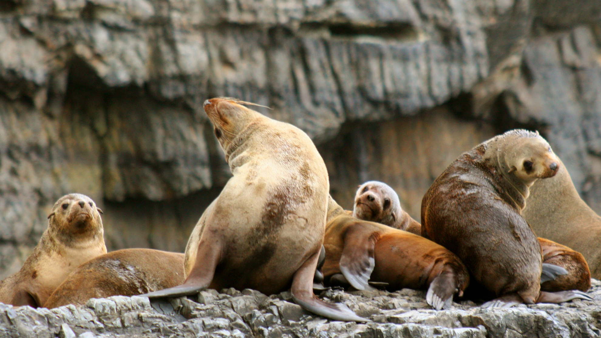  AUST Seals