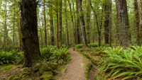 Picture of New Zealand's Wild Wonders: Southern Alps & National Parks