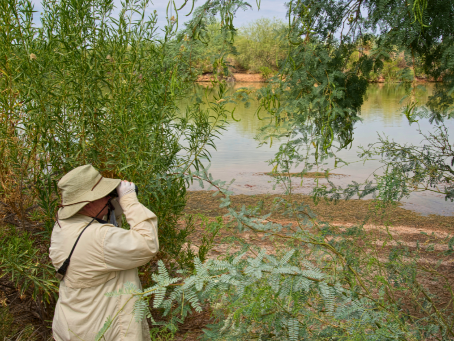 Picture of Desert Melodies: Intro to Birding and Hiking in Arizona