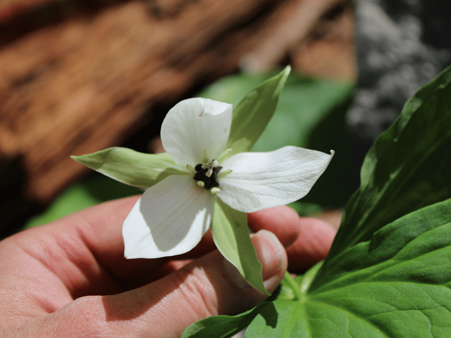 Picture of Wildflowers & Waterfalls: Exploring the Great Smokies