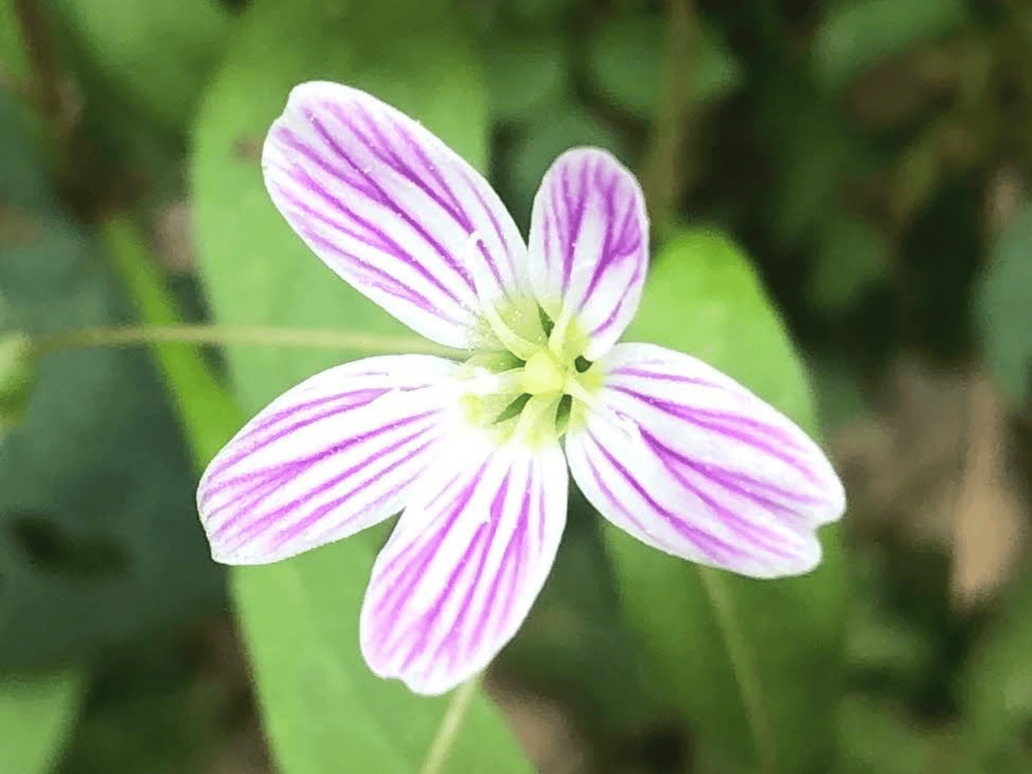 Picture of Wildflowers & Waterfalls: Exploring the Great Smokies