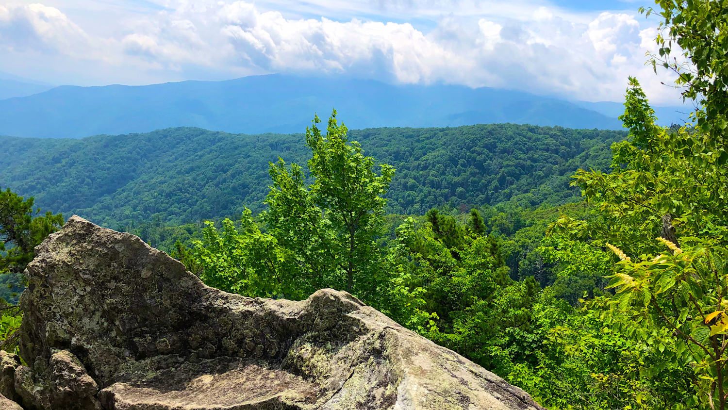Wildflowers & Waterfalls: Exploring the Great Smokies