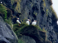 Picture of Iceland's Wild Wonders
