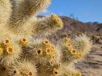 Picture of Desert Oasis Adventure: From Death Valley to Joshua Tree Picture of Desert Oasis Adventure: From Death Valley to Joshua Tree