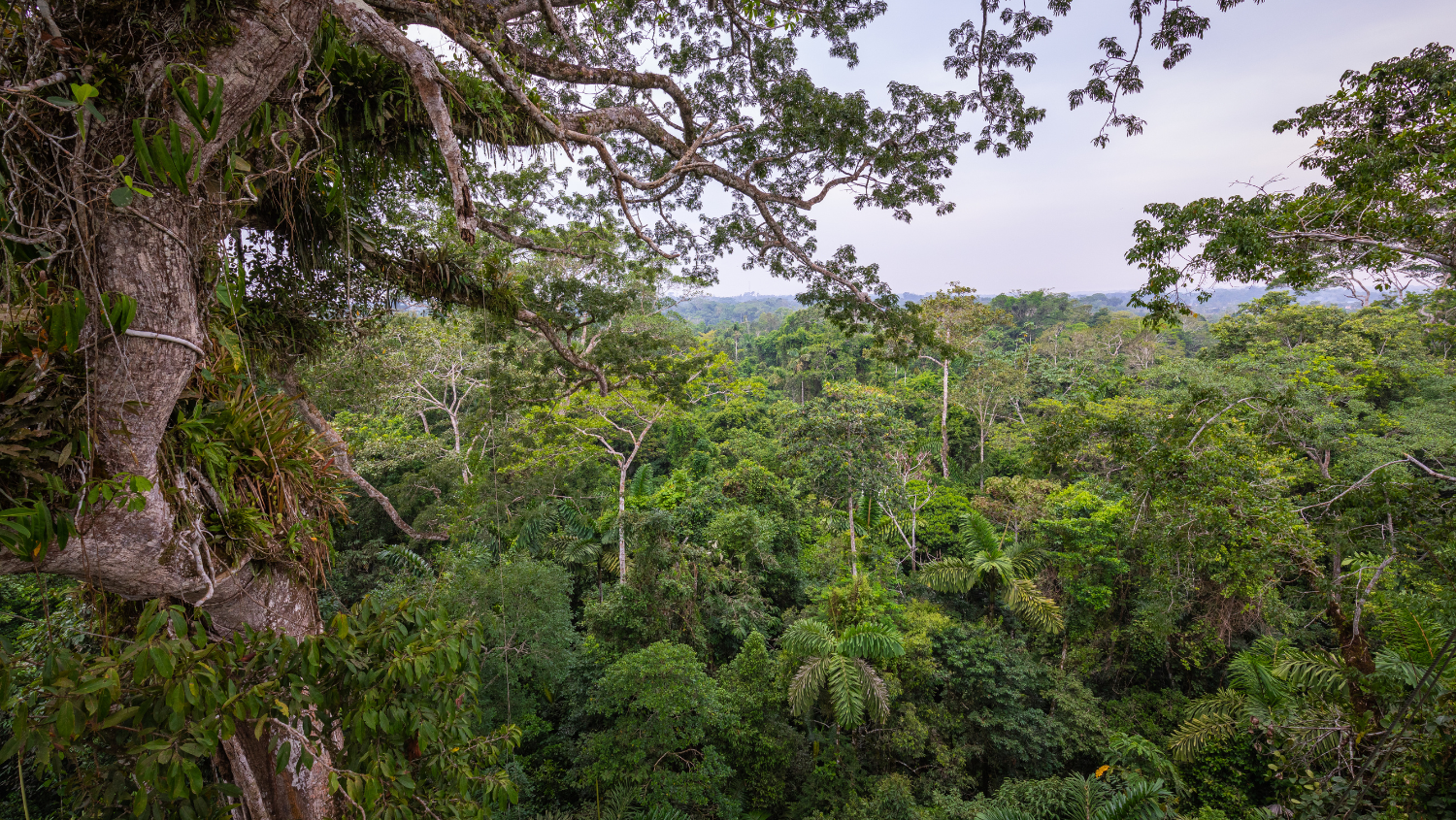 Ecuador's Amazon Jungle Adventure