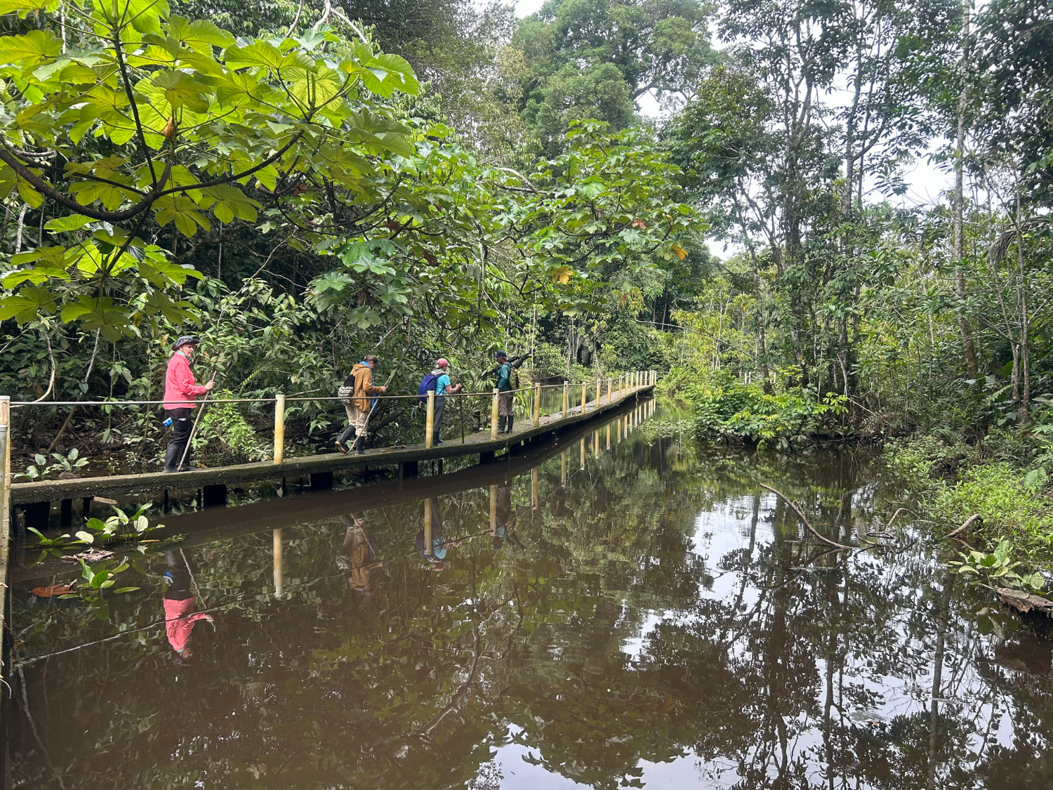 Picture of Ecuador's Amazon Jungle Adventure