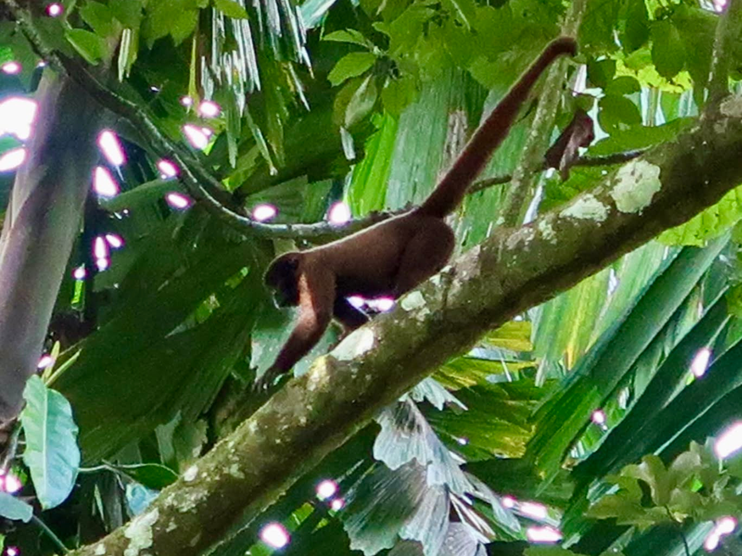 Picture of Ecuador's Amazon Jungle Adventure