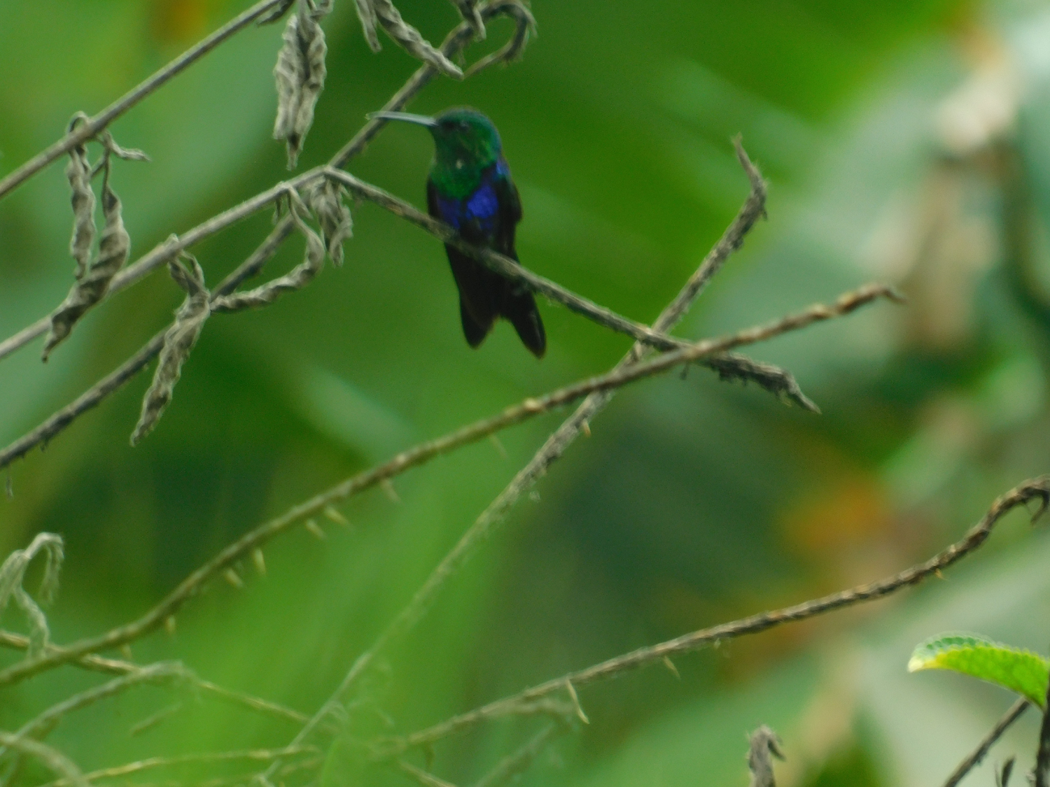 Picture of Ecuador's Amazon Jungle Adventure
